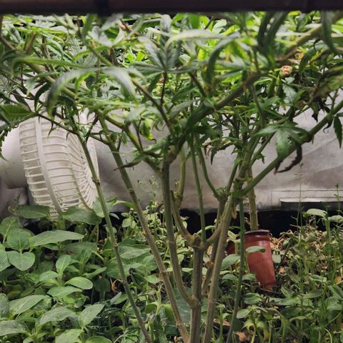 Pineapple Express growlog timeline photo