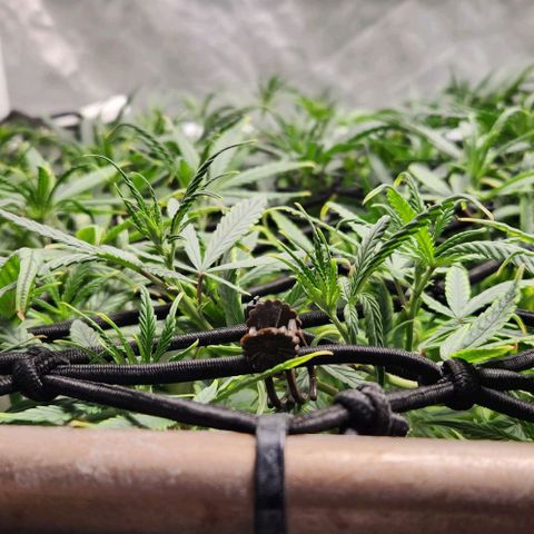 Pineapple Express growlog timeline photo