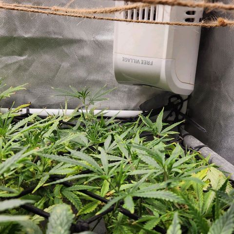 Platinum Girl Scout Cookies growlog timeline photo