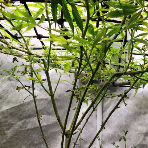 Platinum Girl Scout Cookies growlog timeline photo