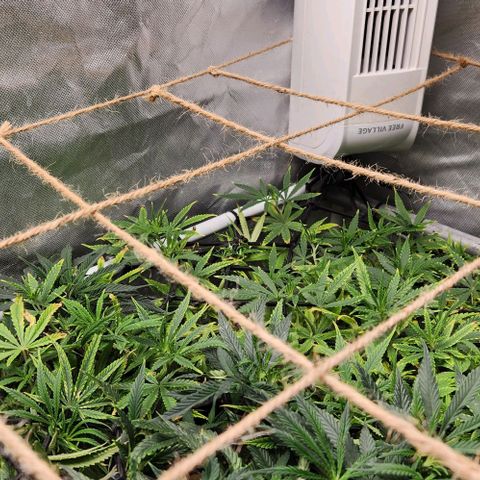 Platinum Girl Scout Cookies growlog timeline photo