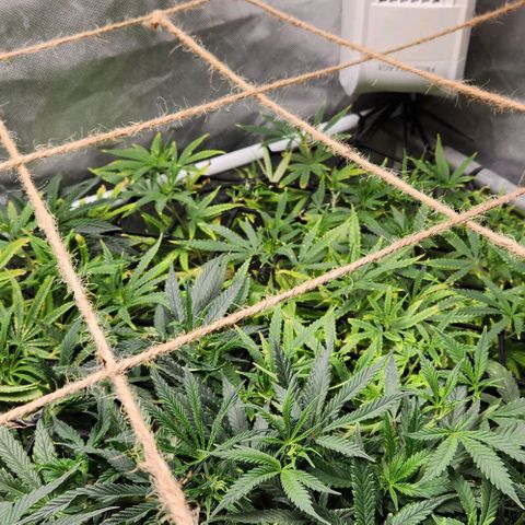 Platinum Girl Scout Cookies growlog timeline photo