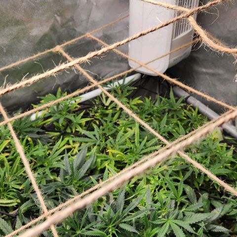 Platinum Girl Scout Cookies growlog timeline photo