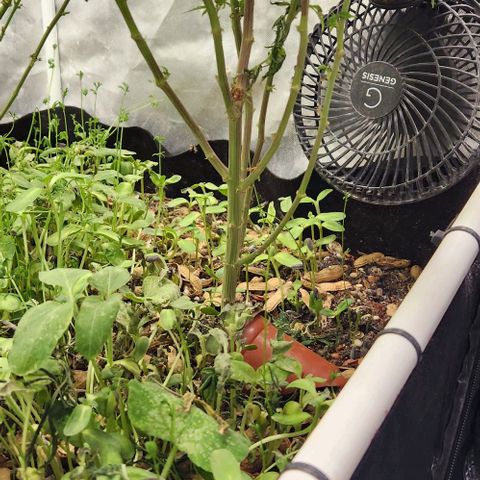 Strawberry Cough growlog timeline photo