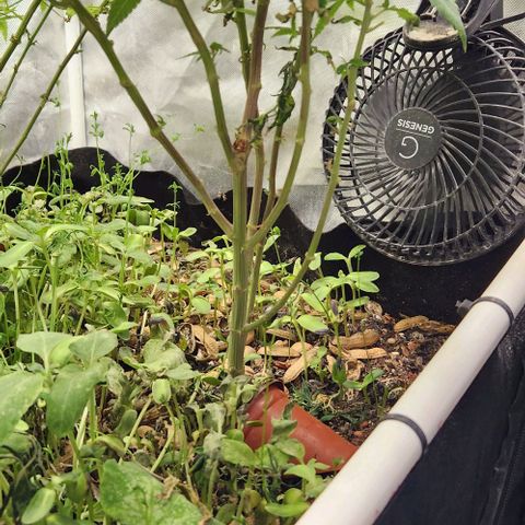 Strawberry Cough growlog timeline photo