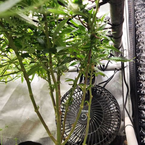 Strawberry Cough growlog timeline photo