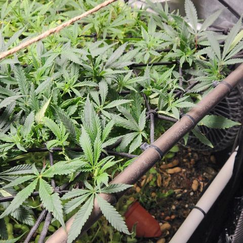 Strawberry Cough growlog timeline photo