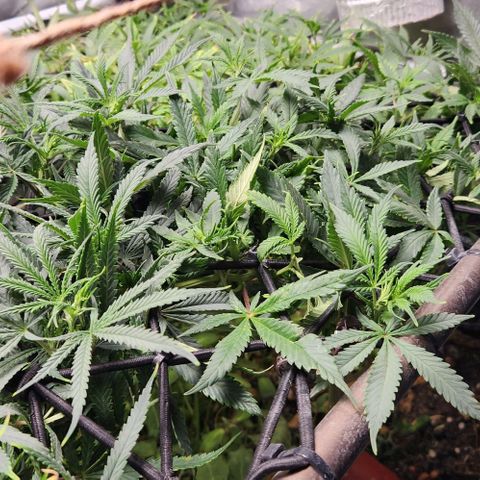 Strawberry Cough growlog timeline photo