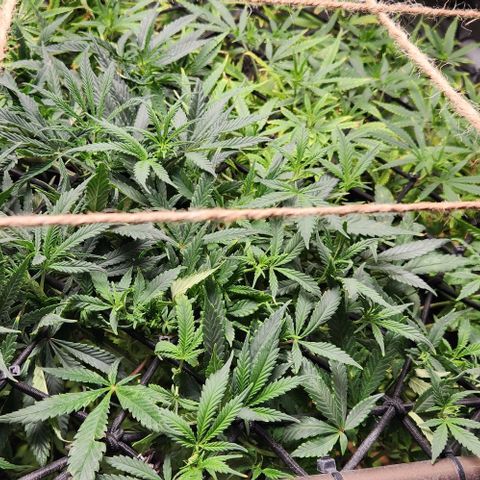 Strawberry Cough growlog timeline photo