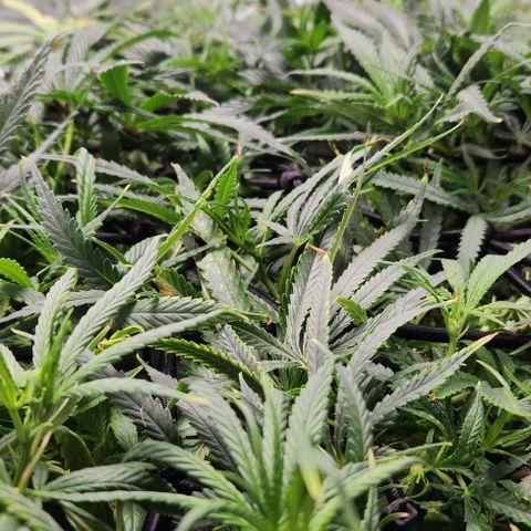 BLUE DREAM growlog timeline photo