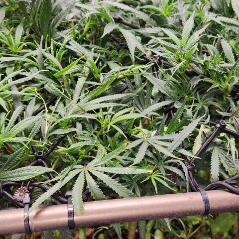 BLUE DREAM growlog timeline photo