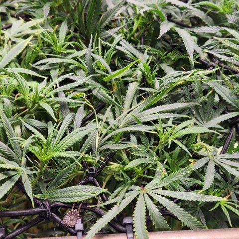 BLUE DREAM growlog timeline photo