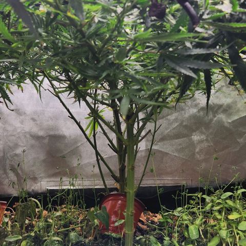 BLUE DREAM growlog timeline photo