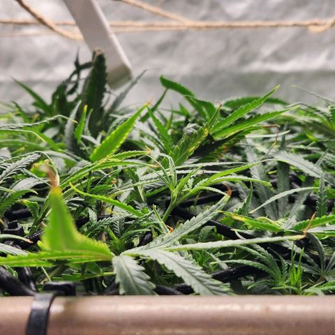 BLUE DREAM growlog timeline photo