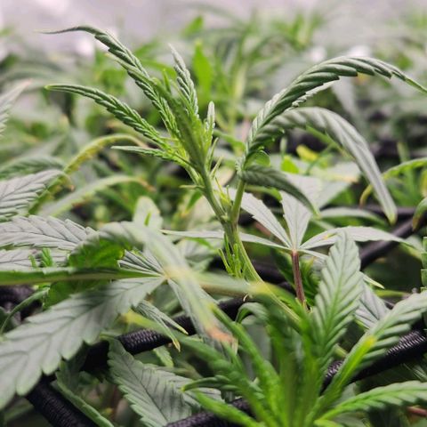 Pineapple Express growlog timeline photo