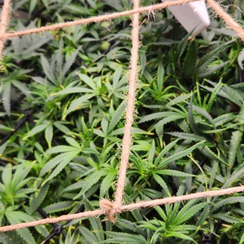 Pineapple Express growlog timeline photo