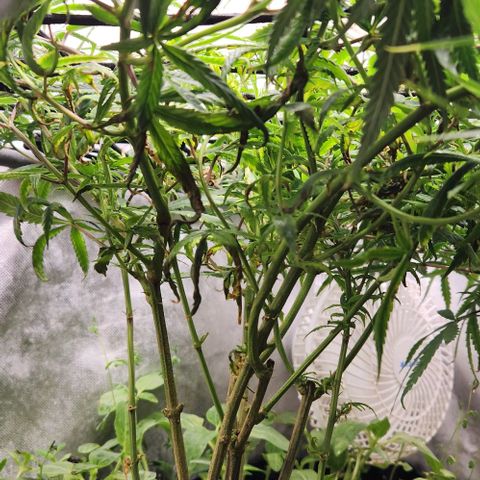 Pineapple Express growlog timeline photo