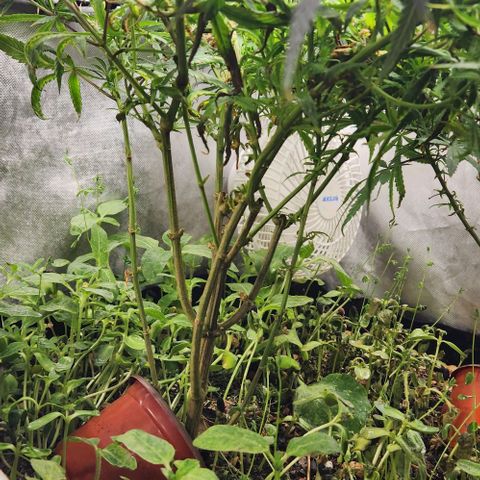 Pineapple Express growlog timeline photo