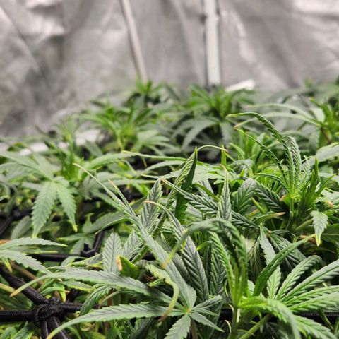 Pineapple Express growlog timeline photo