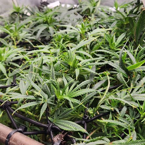 Pineapple Express growlog timeline photo