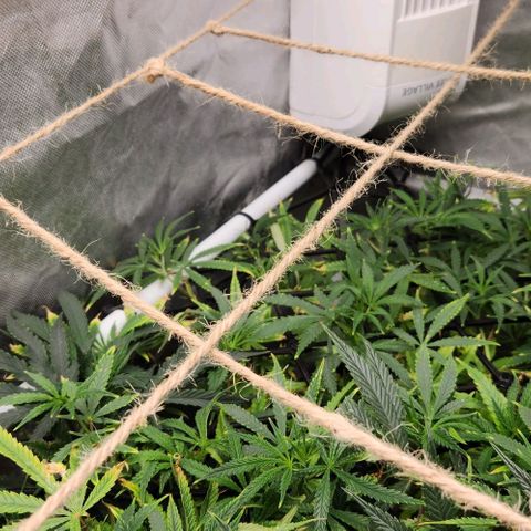 Platinum Girl Scout Cookies growlog timeline photo