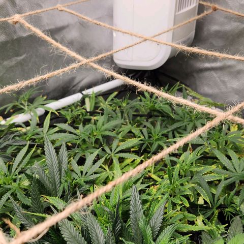 Platinum Girl Scout Cookies growlog timeline photo