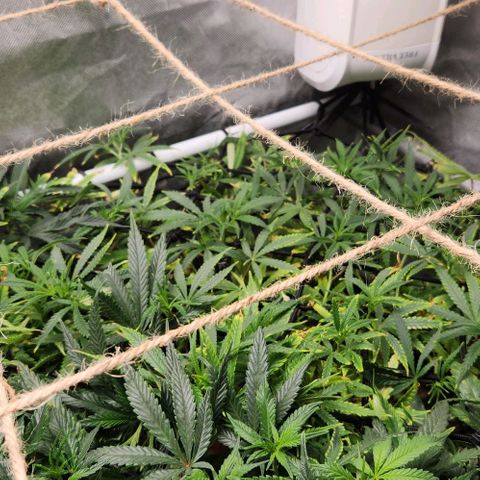 Platinum Girl Scout Cookies growlog timeline photo