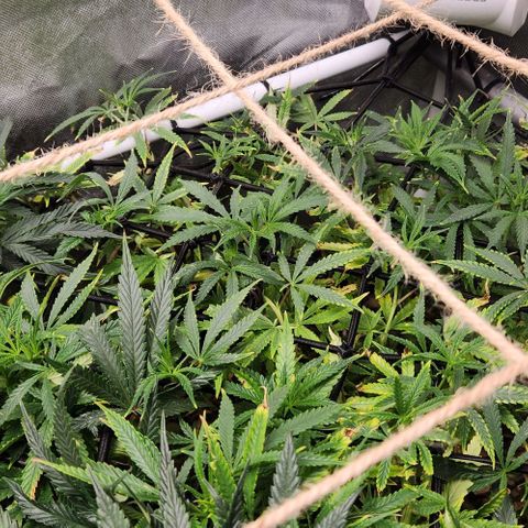 Platinum Girl Scout Cookies growlog timeline photo
