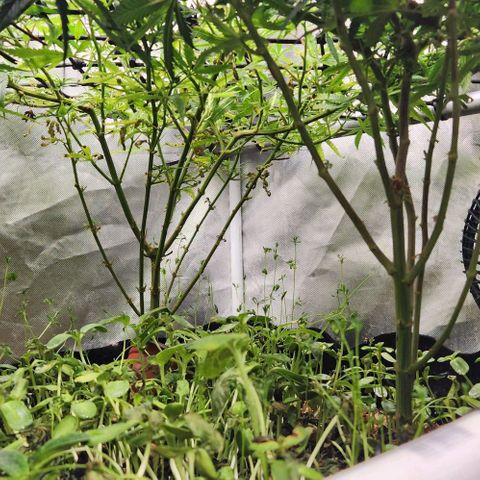 Platinum Girl Scout Cookies growlog timeline photo