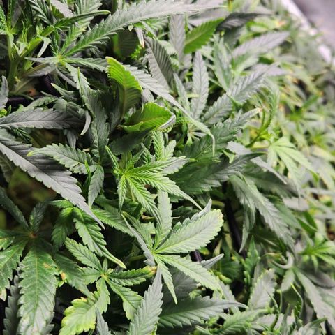Strawberry Cough growlog timeline photo