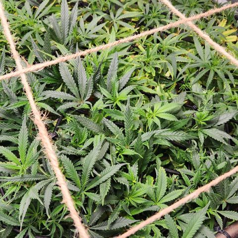 Strawberry Cough growlog timeline photo