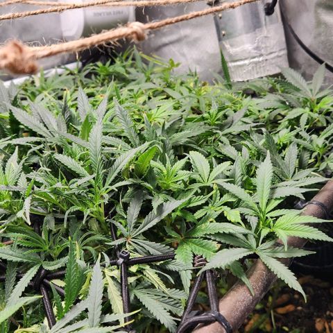 Strawberry Cough growlog timeline photo