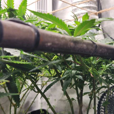 Strawberry Cough growlog timeline photo