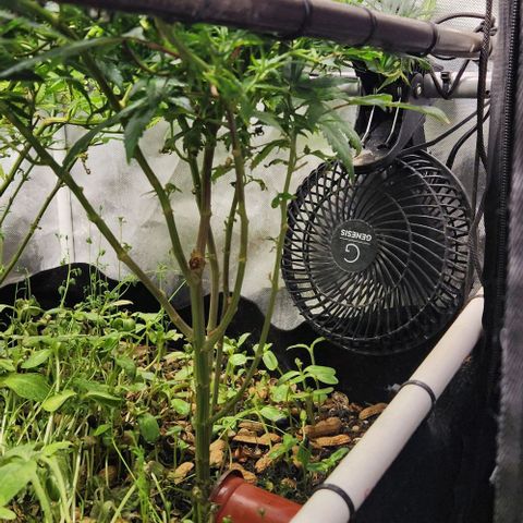 Strawberry Cough growlog timeline photo