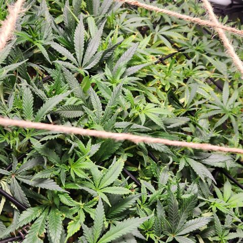 Strawberry Cough growlog timeline photo