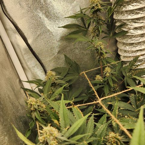 God Bud #1 growlog timeline photo