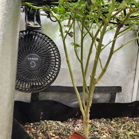 God Bud #1 growlog timeline photo