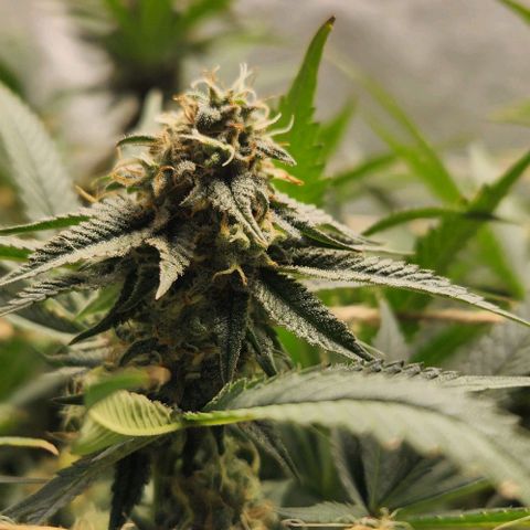 God Bud #1 growlog timeline photo