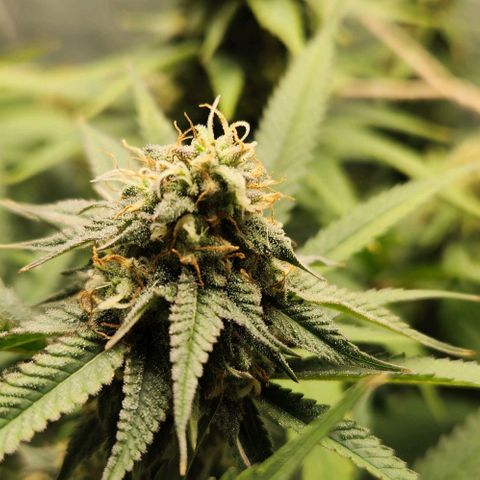 God Bud #1 growlog timeline photo