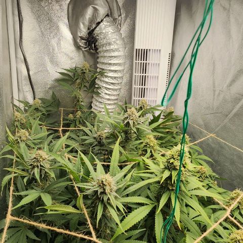 God Bud #1 growlog timeline photo