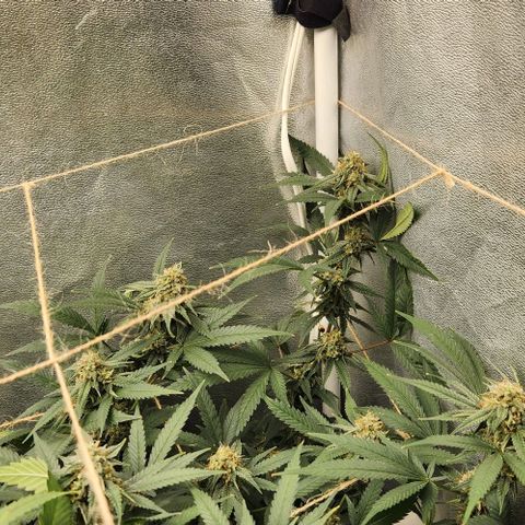 God Bud #2 growlog timeline photo
