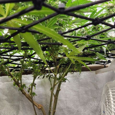 God Bud #2 growlog timeline photo
