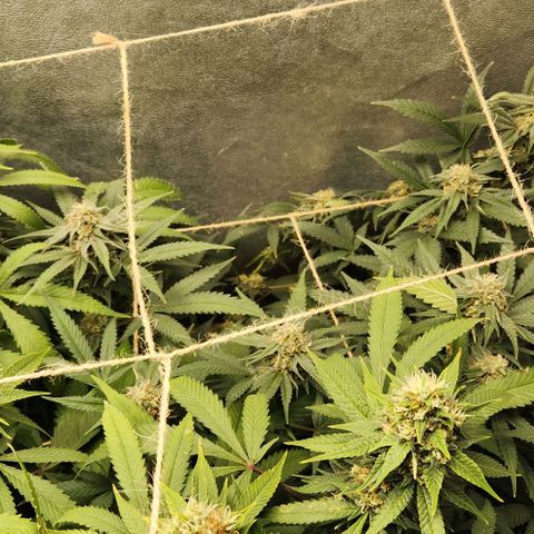 God Bud #2 growlog timeline photo