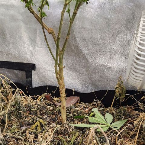 God Bud #2 growlog timeline photo