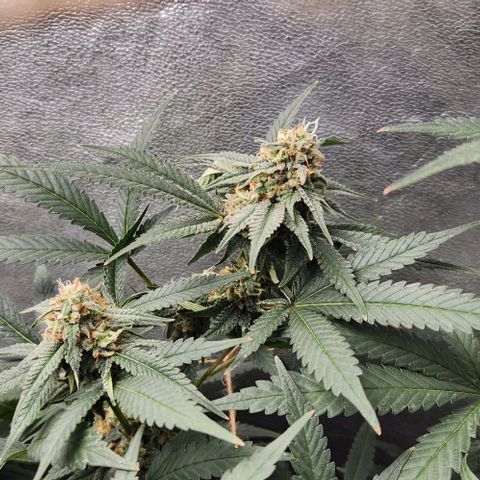 God Bud #2 growlog timeline photo