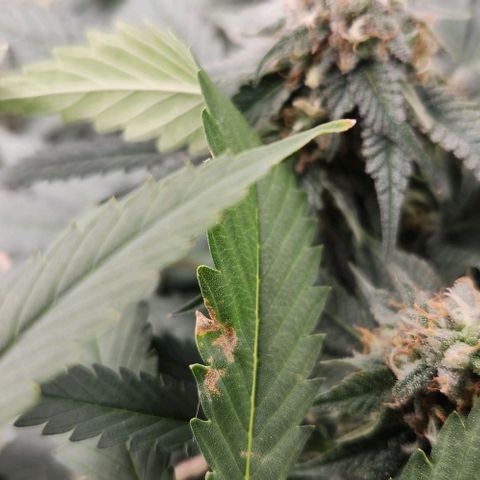 God Bud #2 growlog timeline photo