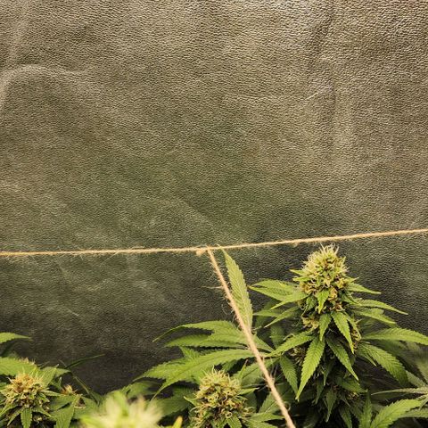 Purple Buddha #1 growlog timeline photo
