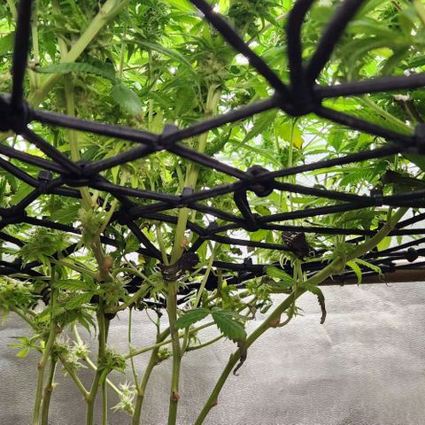Purple Buddha #1 growlog timeline photo