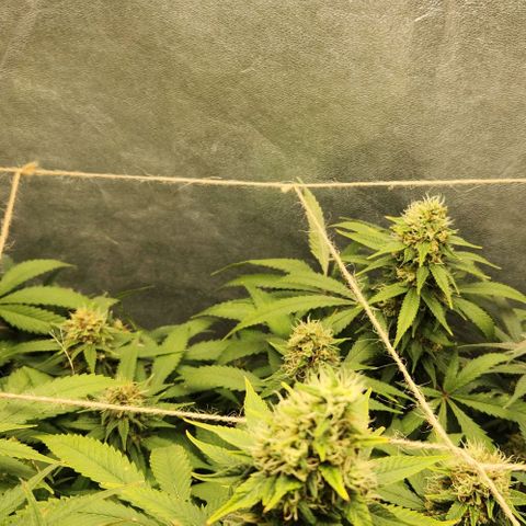 Purple Buddha #1 growlog timeline photo