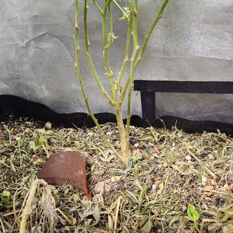 Purple Buddha #1 growlog timeline photo